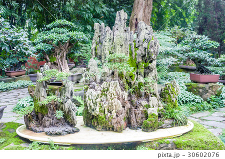 Bonzai trees from Japan 30602076