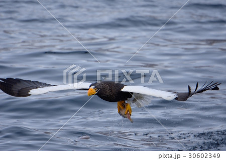 オオワシの狩り オオワシの狩り 30602349