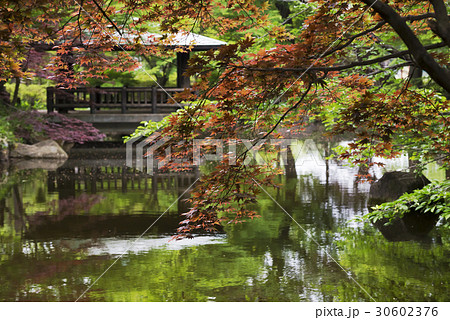 初夏の井草森公園 30602376