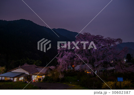 湯の山しだれ桜 湯の山しだれ桜 30602387