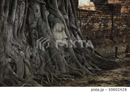 アユタヤの仏頭 30602428