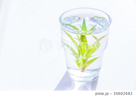 ソーキング チランジア エアープランツ 観葉植物の写真素材