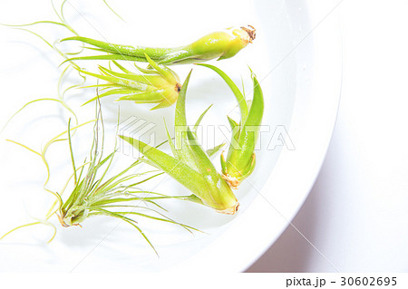 チランジア ソーキング 観葉植物 エアープランツの写真素材