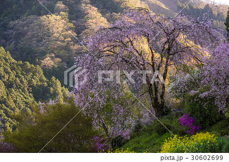 龍珠院のシダレザクラ 30602699