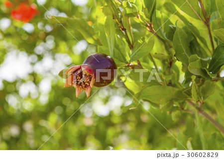 Pomegranate in blossom in botanica Pomegranate in blossom in botanica 30602829