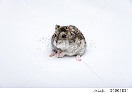 russian hamster in front of white background russian hamster in front of white background 30602834