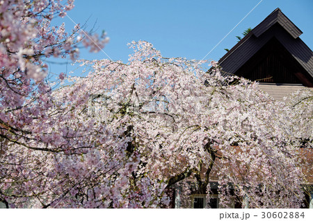 角館武家屋敷に咲き誇る枝垂桜 角館武家屋敷に咲き誇る枝垂桜 30602884
