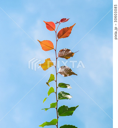 Multi colored leaves phenomenon Multi colored leaves phenomenon 30603085
