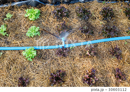 Sprinkle water on green and red oak in garden Sprinkle water on green and red oak in garden 30603112