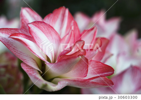 アジア人 アジアン アジア風 30603300