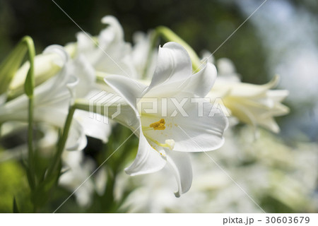 花 フラワー お花 30603679