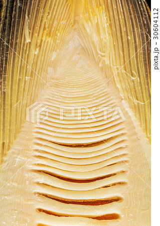 たけのこ　bamboo shoot 30604112