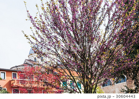 flowering judas tree in Padua city in spring 30604443