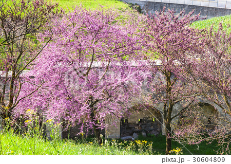 flowering cercis tree in urban park in spring flowering cercis tree in urban park in spring 30604809