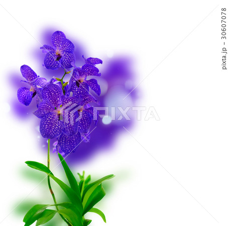 Bunch of blue  orchids  30607078