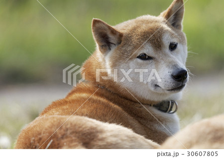 野原で遊ぶ柴犬 30607805