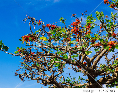 デイゴの花 30607903