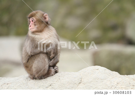 高崎山のニホンザル 子ザル の写真素材