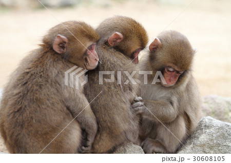 高崎山のニホンザル 子ザル の写真素材