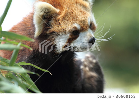 レッサーパンダ 30608155