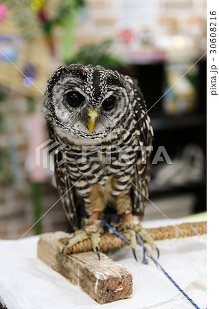 アカアシモリフクロウ アカアシモリフクロウ 30608216