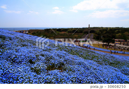 ひたち海浜公園　ネモフィラ 30608250