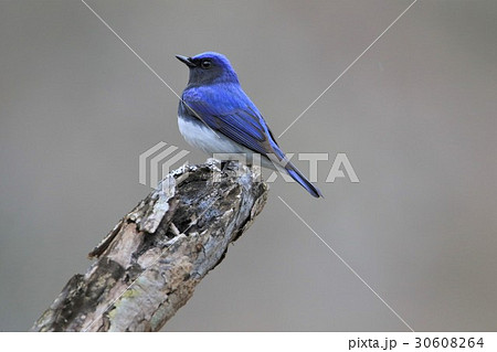 オオルリ オオルリ 30608264