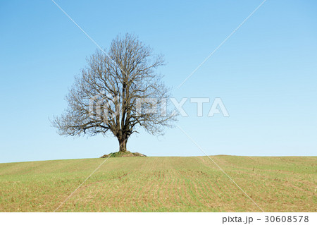 Big Lonely tree at field  30608578
