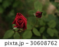 薔薇 30608762