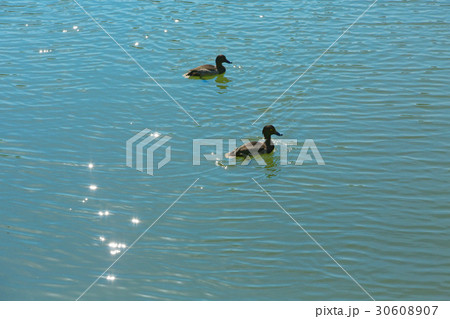 六義園の湖面の鴨・キンクロハジロ 六義園の湖面の鴨・キンクロハジロ 30608907