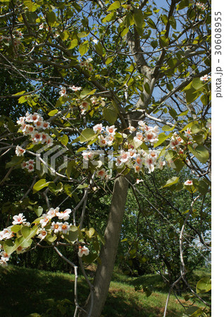 シナアブラギリの花 30608955