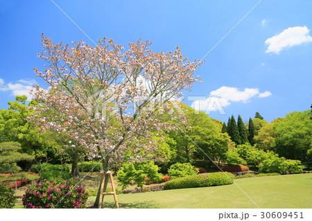 新緑の庭園 新緑の庭園 30609451