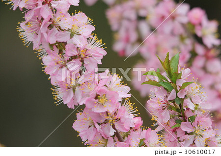 ニワウメ 30610017