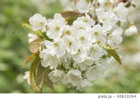 桜桃の花の写真素材