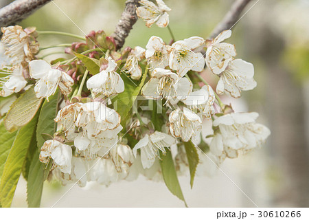 桜桃の花の写真素材