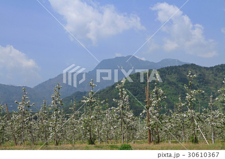 安曇野の5月　北アルプス山麓にリンゴの花咲くころ 30610367