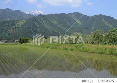 安曇野の5月 北アルプス山麓にリンゴの花咲くころ 安曇野の5月 北アルプス山麓にリンゴの花咲くころ 30610375