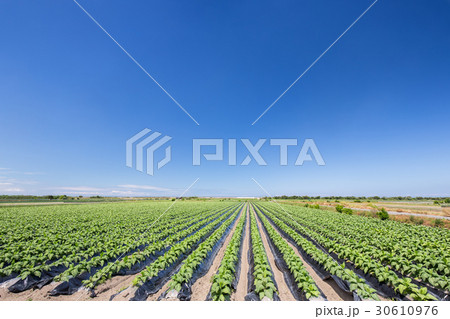 葉タバコ畑 30610976