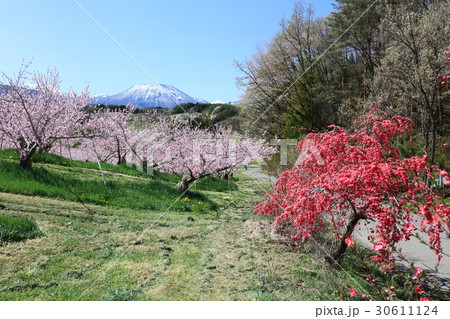 丹霞郷花桃 30611124