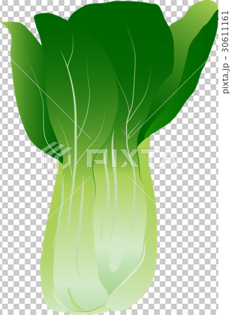 チンゲンサイ 30611161