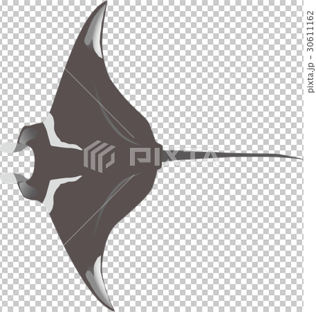 ナンヨウマンタ 30611162