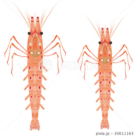 ボタンエビのイラスト素材