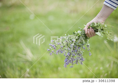 キャットミント キャットニップの写真素材