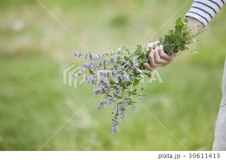 キャットミント　キャットニップ 30611413