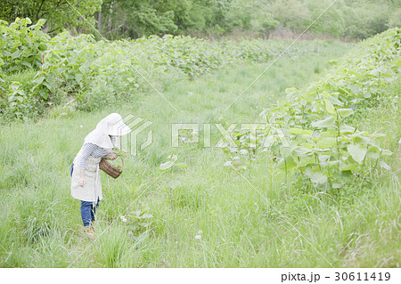 山菜採り 30611419
