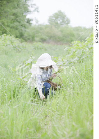 山菜採り 30611421