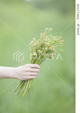 山菜採り 30611500