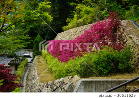 長谷寺 ぼたん 新緑 長谷寺 ぼたん 新緑 30611629