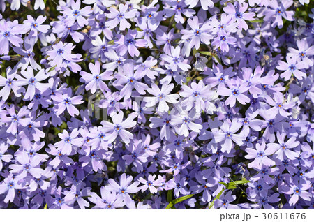 シバザクラ(芝桜) シバザクラ(芝桜) 30611676