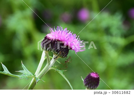 アザミとアリとクモ 30611682